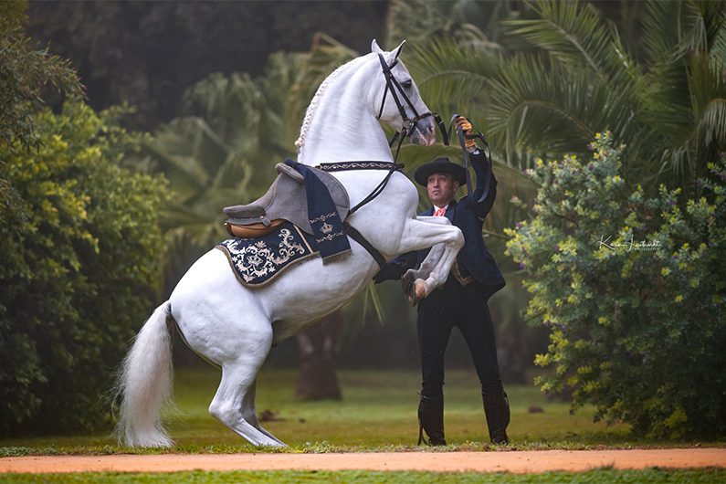 AndalusianHorse-2 image