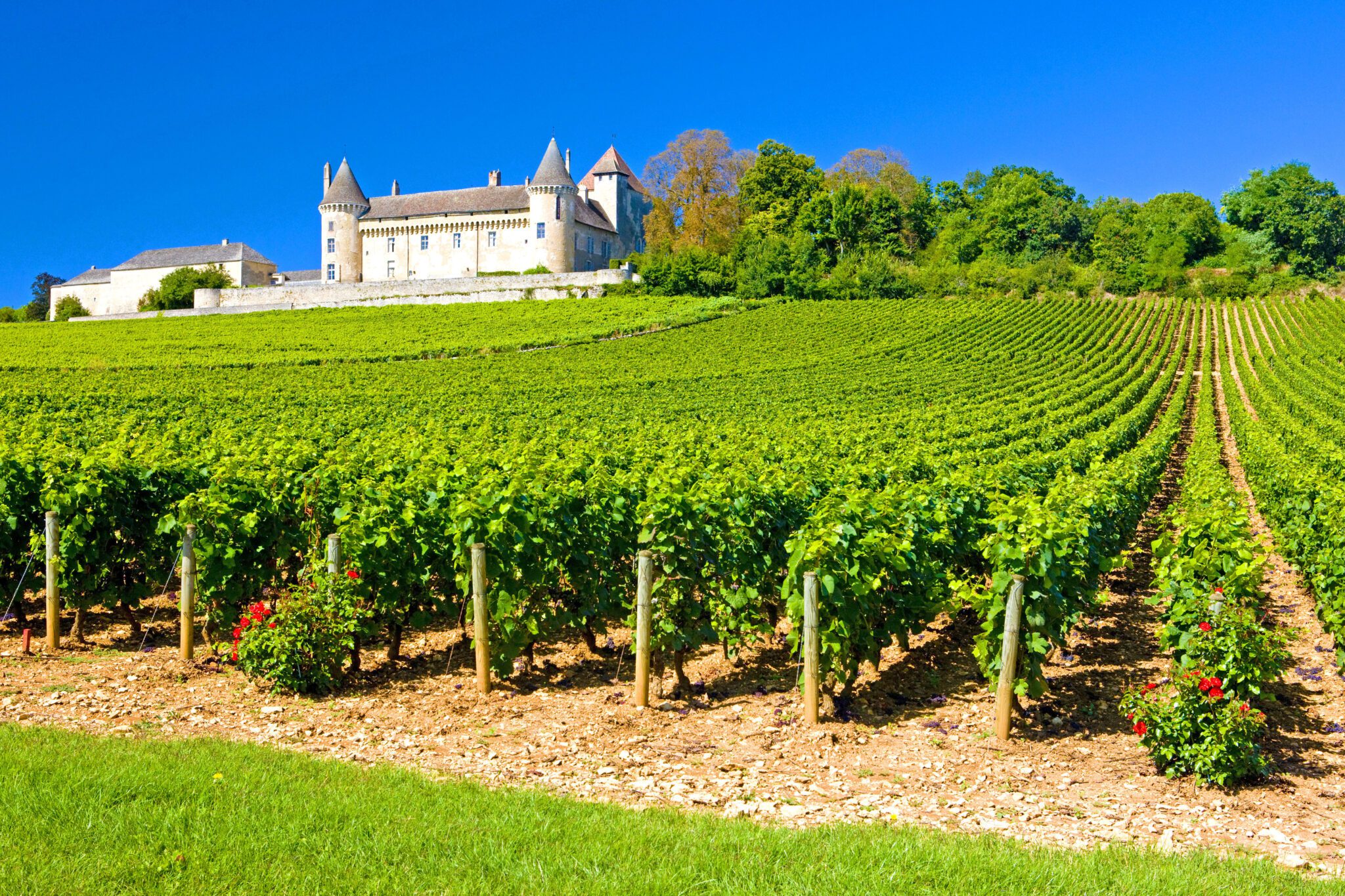 Burgundy-3-scaled image