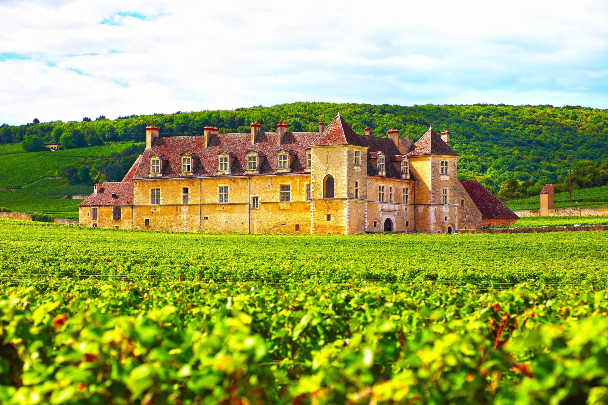 Burgundy-6-scaled image