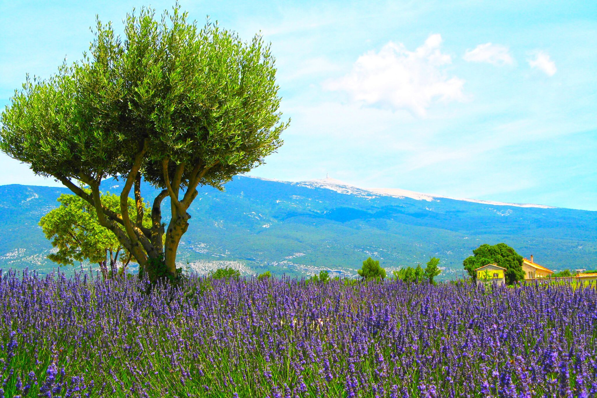 Lavender-2-scaled image