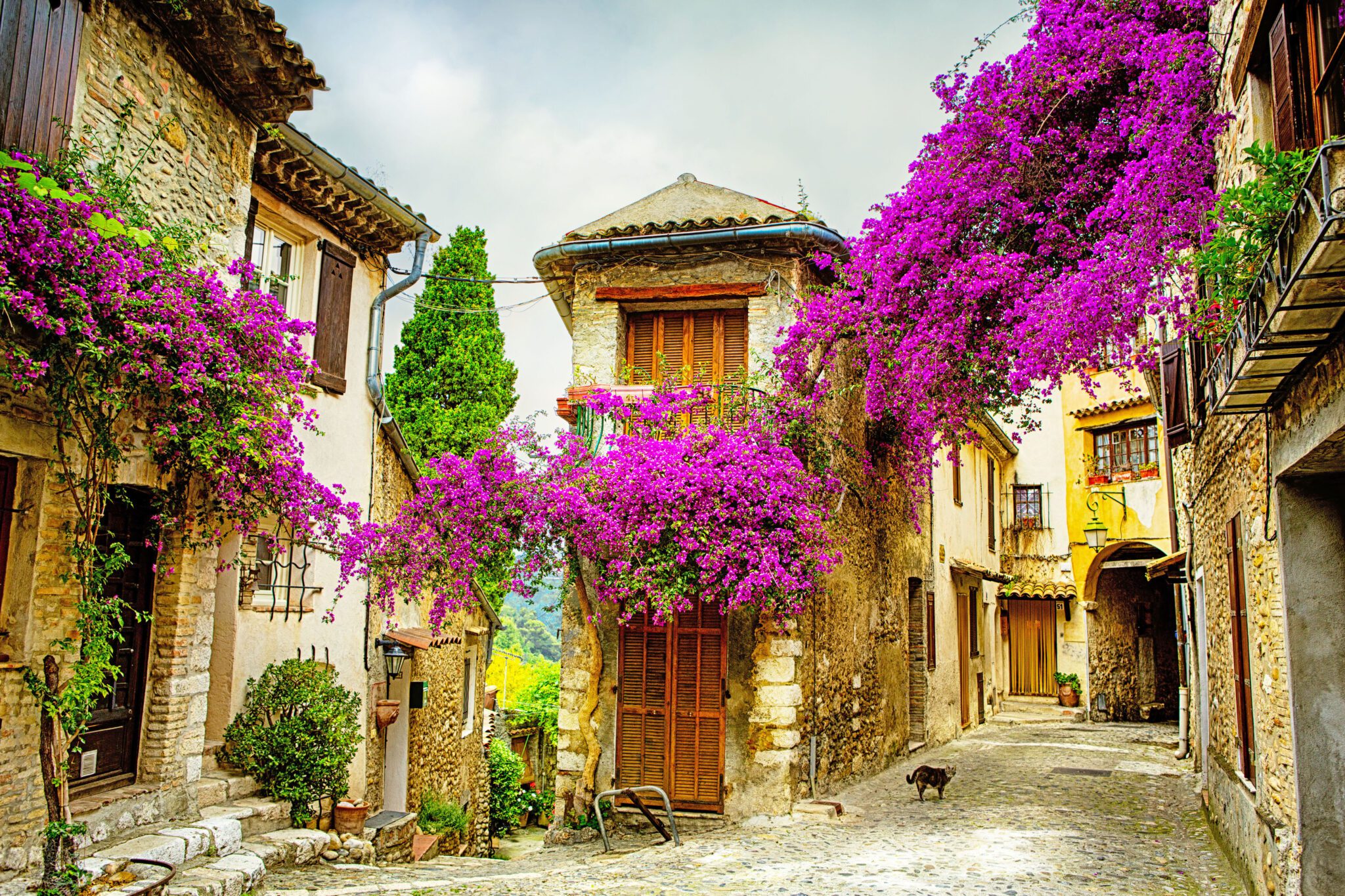 Provence-1-scaled image