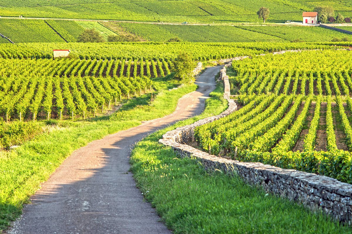 Vineyard-1 image