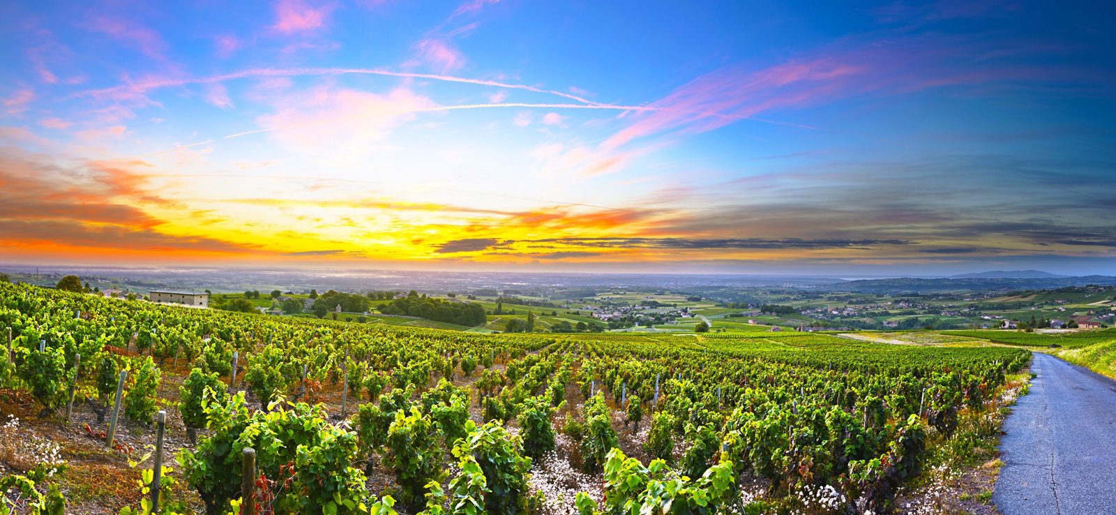 Vineyard-2 image