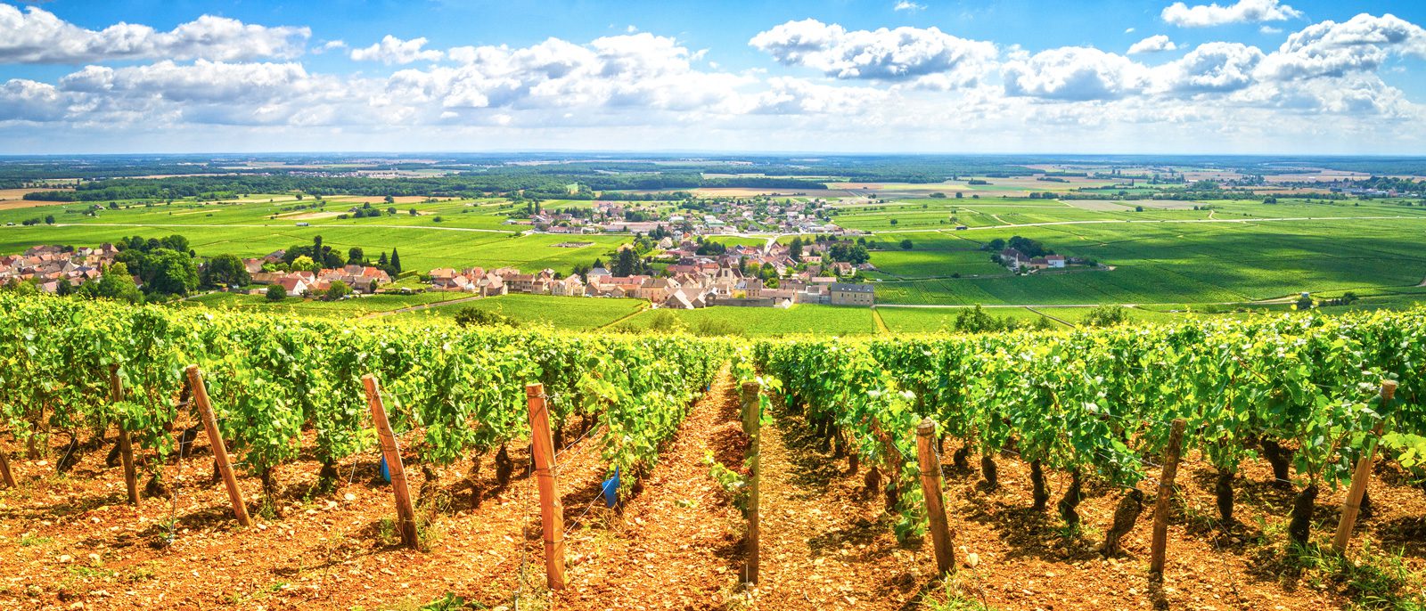 Vineyard-5 image