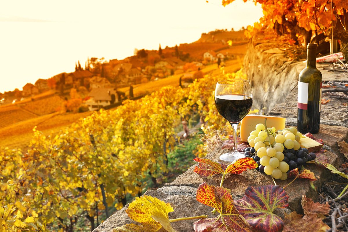 Winery-2 image